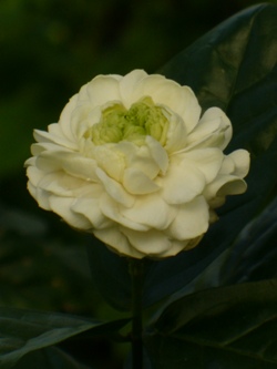 Grand Duke of Tuscany Jasmine, Jasminum sambac 'Flore Pleno', copyright � almostedenplants.com